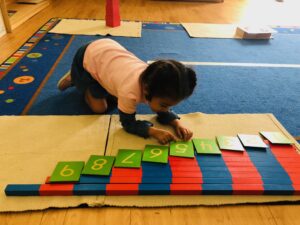 Seedlings classwork